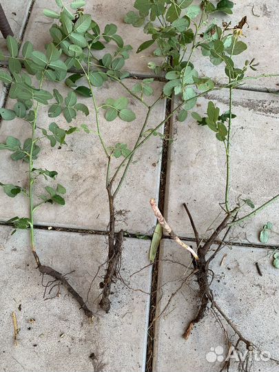 Роза неукрывная,яркая астильба, дицентра дороникум