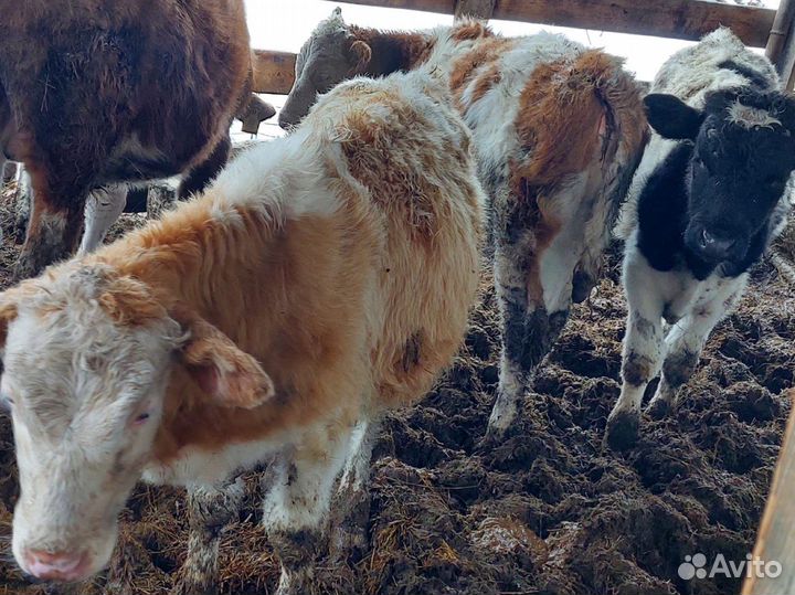 Бычки телята