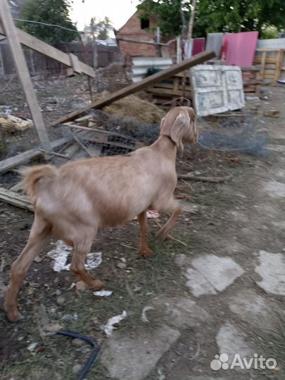 Продам Кози