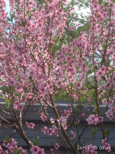 Участок 13 сот. (ИЖС)