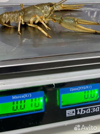 Дикие речные раки