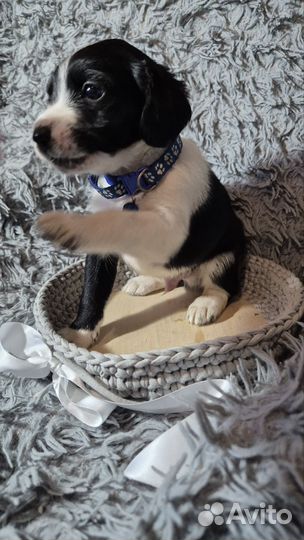 Щенки русского охотничьего спаниеля