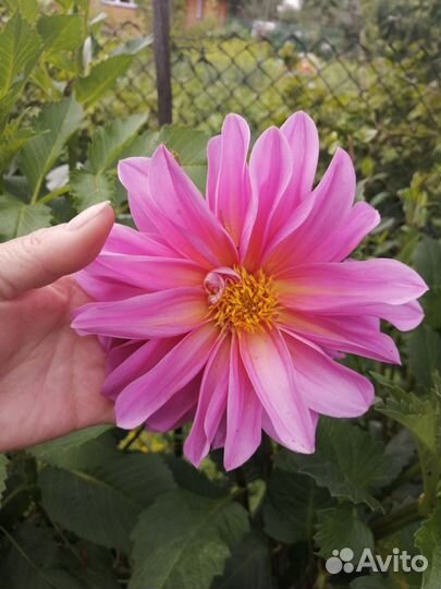 Продаю эти садовые цветы