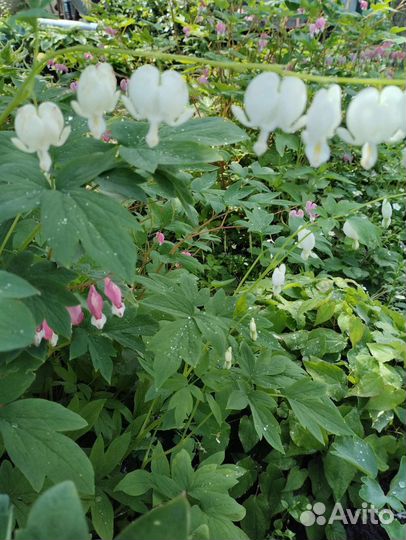 Многолетние цветы для сада