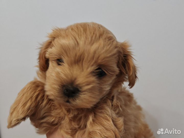 Щенки мальтипу f1 мини