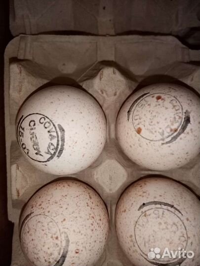 Индюк Хайбрид Конвертер (Канада)