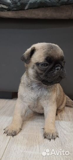 Щенки мопса