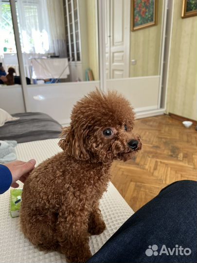 Вязка кобель пудель той Китай