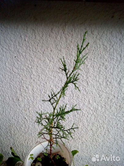 Хвойные растения