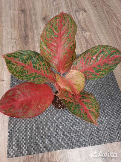 Аглаонема Sombat Siam