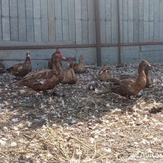 Мускусные утки(индоутки)