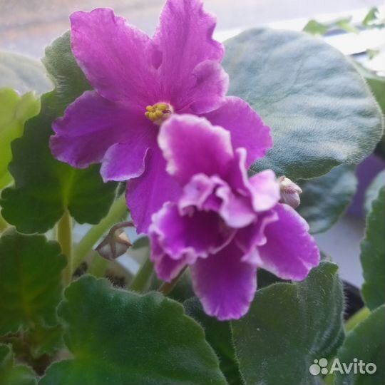 Фиалка в горшках