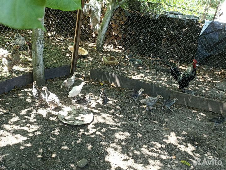 Индюшата месячные