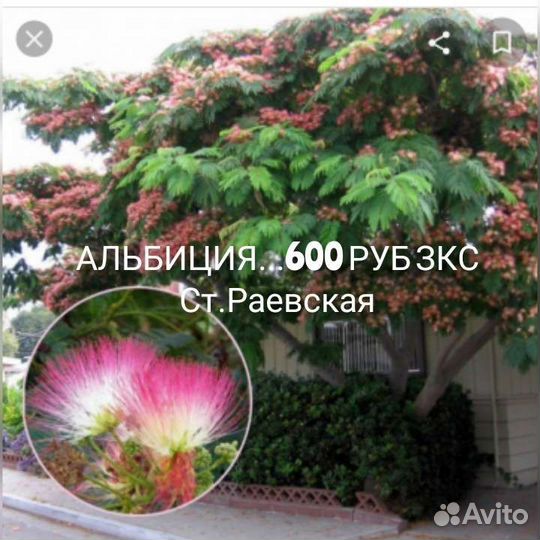 Вечнозеленые садовые растения