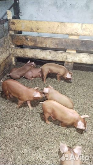Поросята дюрок