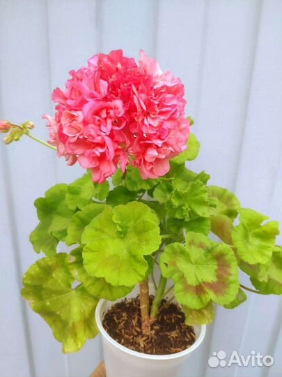 Пеларгонии. Много. Часть 4