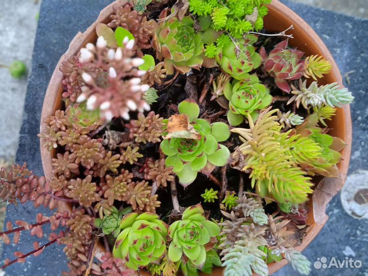 Суккуленты, каменная роза, сортовые