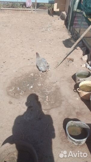 Куры молодки несушки