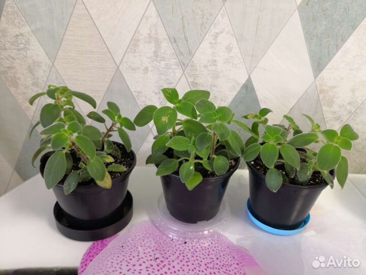 Стрептокарпелла голубая