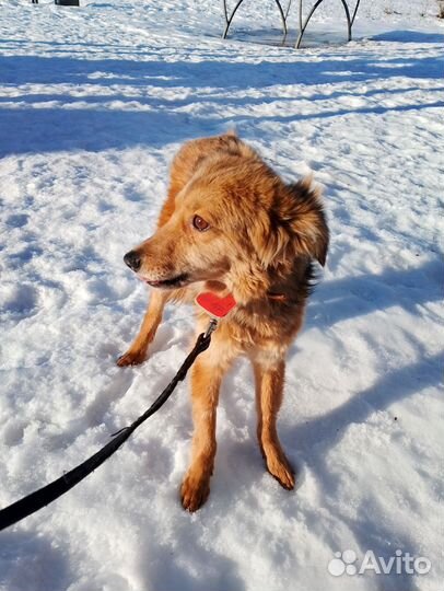 Фунтик скромняга