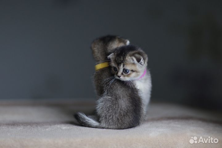 Шотландские котята золотая шиншилла