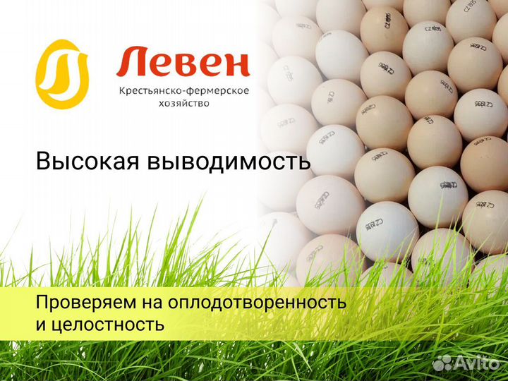 Инкубационное яйцо бройлера Кобб 500 и Росс 308