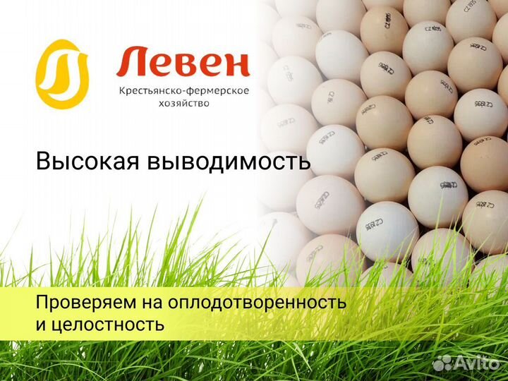 Инкубационное яйцо бройлера из Европы