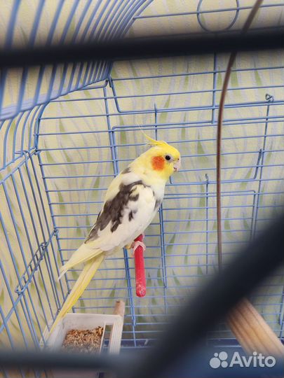 Попугаи корелла мальчик и девочка