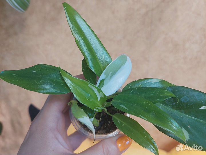 Филодендрон Белая Принцесса