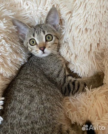 Спасите Симбу