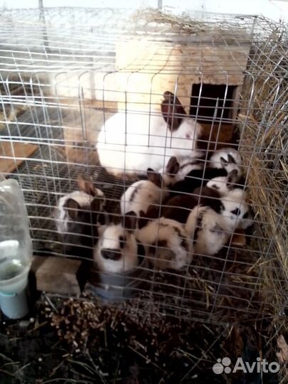 Кролики мальчики и девочки возраст 3 мес, 1,5 мес