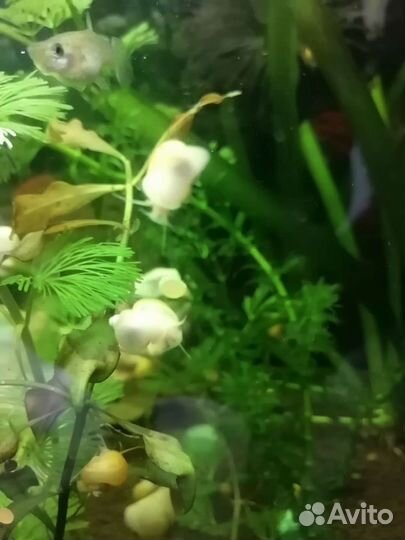 Улитки ампулярии