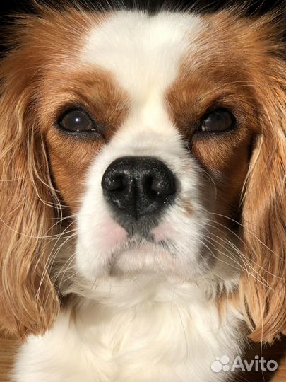 Кавалер кинг чарльз спаниель вязка мальчик