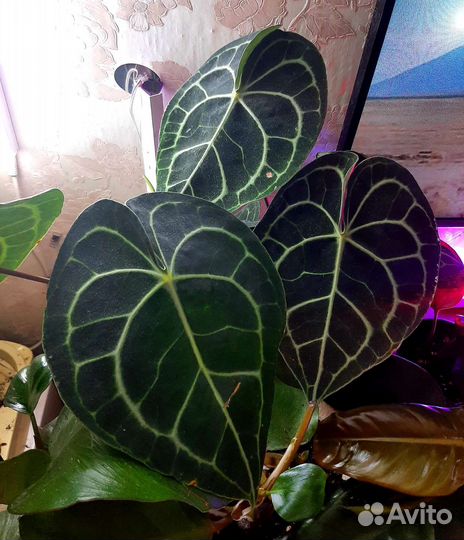 Антуриум кларинервиум