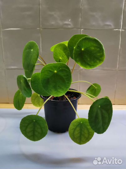 Пилея пеперомиевидная, Алоказия Полли