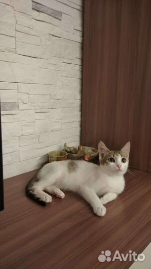 Кошка,котенок,девочка