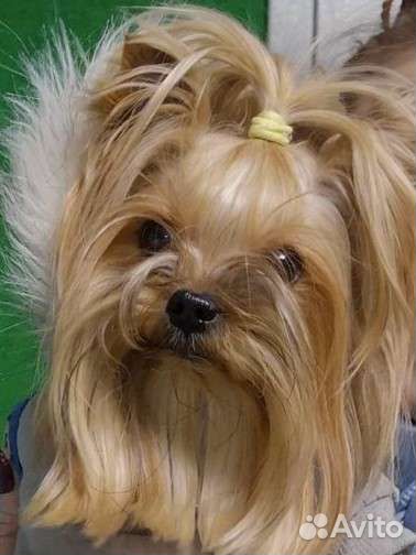 Йоркширский терьер щенки мини и стандарт