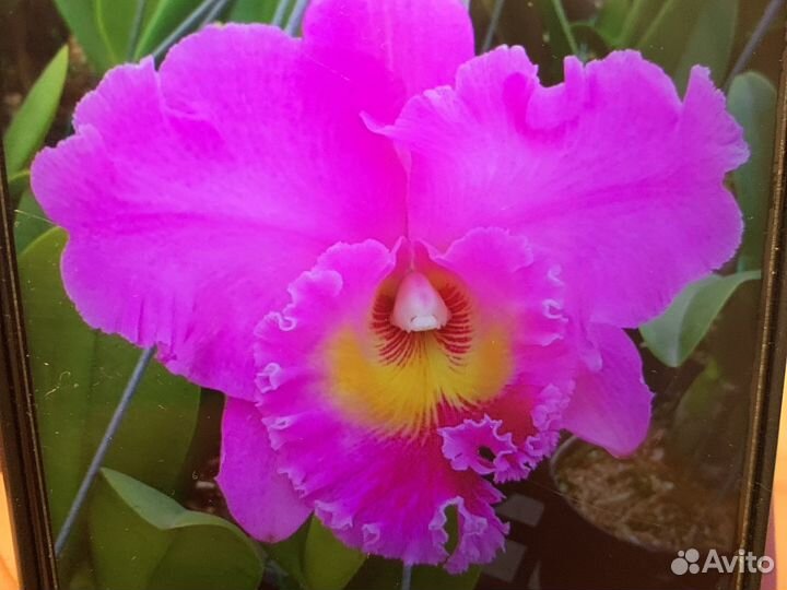 Орхидея фаленопсис крупноцветковые,каттлеи разные