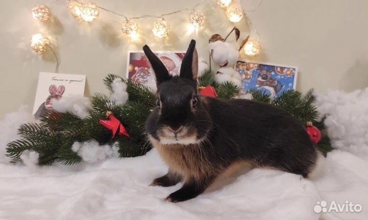 Аренда кроликов для фотосессии