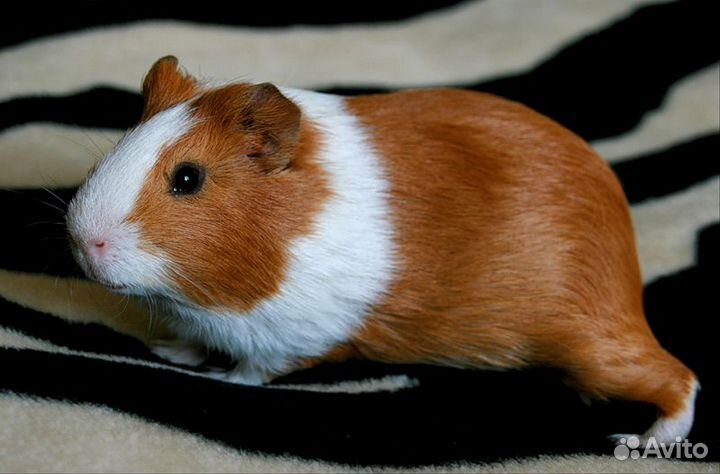 Малышки морские свинки