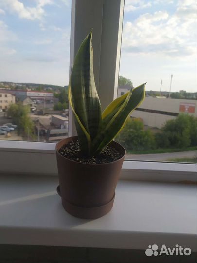 Сансевиерия