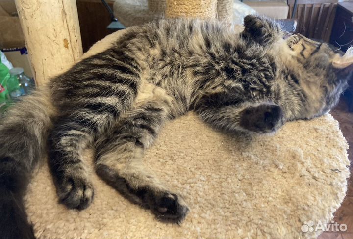 Сибирские пушистые котята