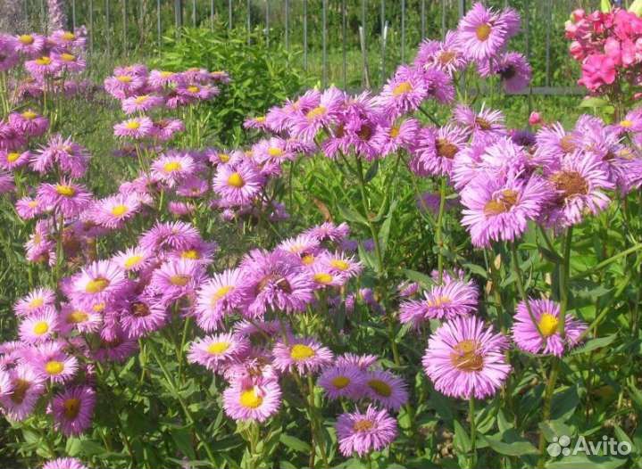 Цветы многолетники