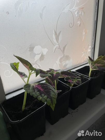 Черенки колеуса