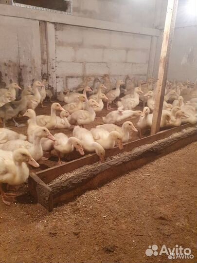 Утки и утятаЧерри Велли