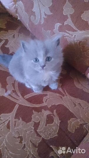 Кошки в добрые руки бесплатно