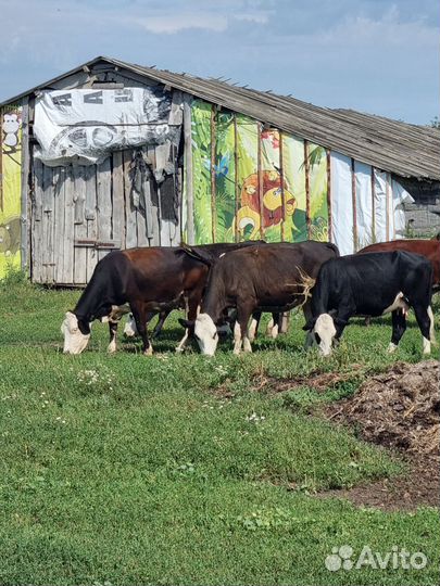 Племянной крс