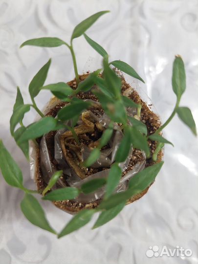 Перец болгарский