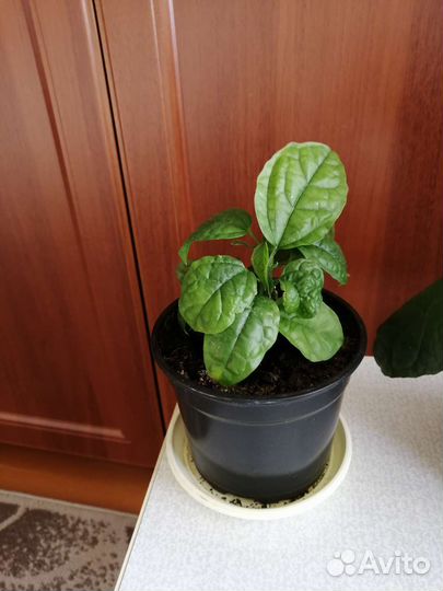 Клеродендрум