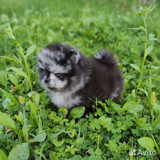 Шпиц Мерле окраса бэби фейс
